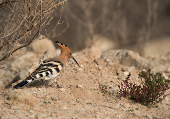 Closeup of Hoopoe seraching food, Bahrain 