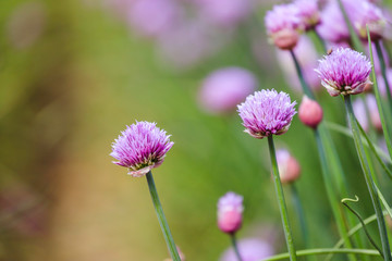 Chive herb blooming in spring time, agriculture field