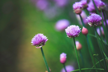 Chive herb blooming in spring time, agriculture field