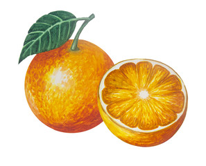 Hand drawn watercolor oranges fruit painting on white background