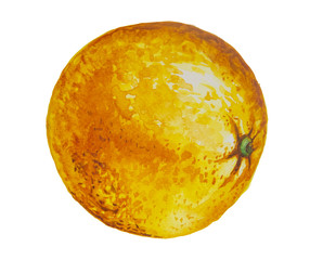 Hand drawn watercolor oranges fruit painting on white background