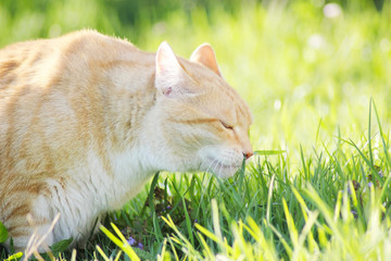 Ginger cat smelling green and fresh spring grass