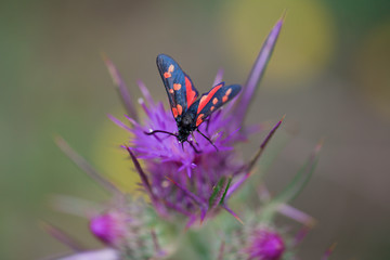 Moth on the flower in the nature