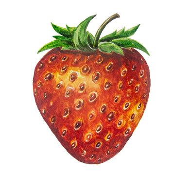 Strawberry fruit painting.Painted with watercolor.