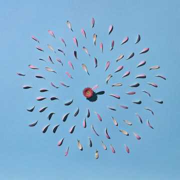 Petals around a glass with a pink gerbera on a blue background
