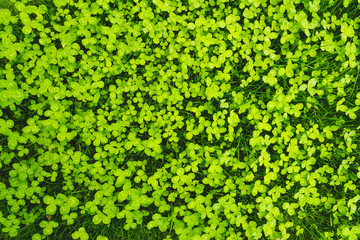 Natural and fresh clover field in spring &ndash; Abstract background with bright green shades of lush vegetation &ndash; Beautiful plants with small leaves that symbolize luck