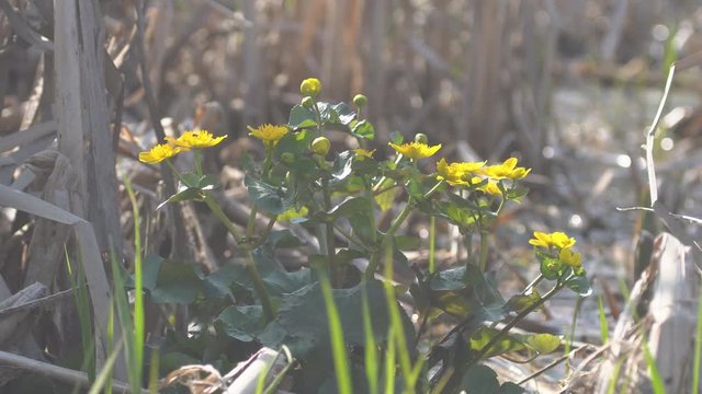 flowers in the garden