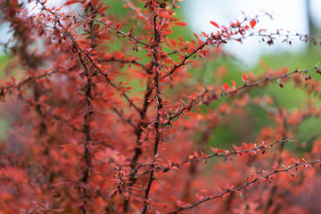 Red Leaves