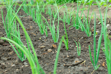 Green young onion planted in the bed and in the greenhouse