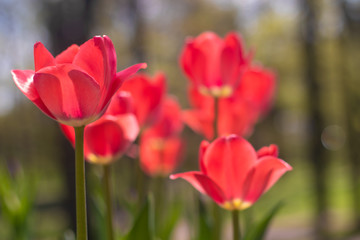Spring flowers red tulips. beautiful red flowers.