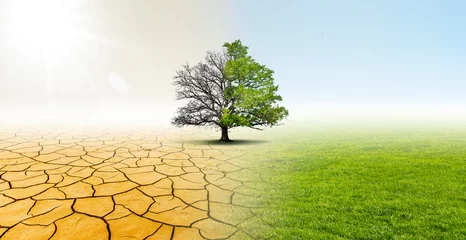 Fotobehang Baum in einer Landschaft mit Wüste und Wiese zeigt Verbesserung des Klimas © by-studio