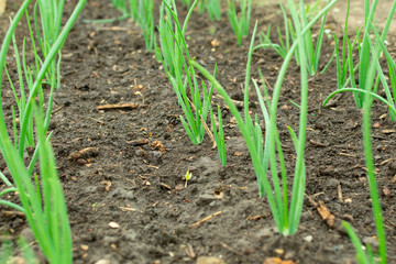 Green young onion planted in the bed and in the greenhouse