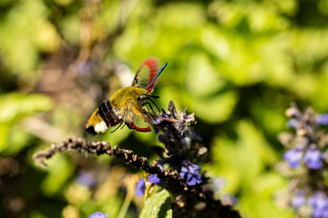 Nature
