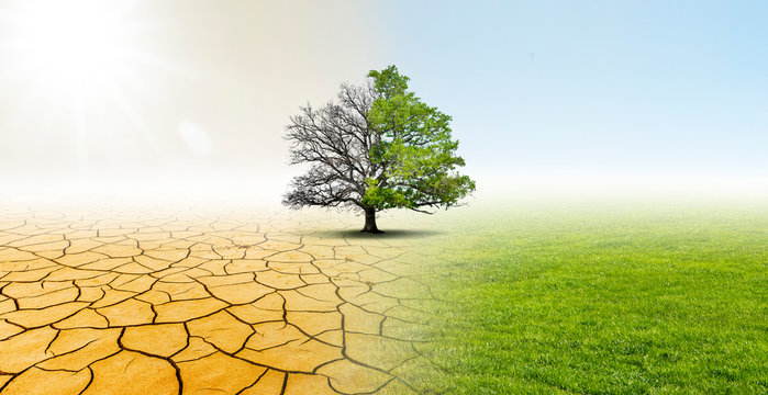 Baum in einer Landschaft mit W&uuml;ste und Wiese zeigt Verbesserung des Klimas