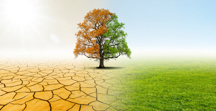 Baum in einer Landschaft mit W&uuml;ste und Wiese zeigt Verbesserung des Klimas