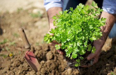 Man planting fresh parsley