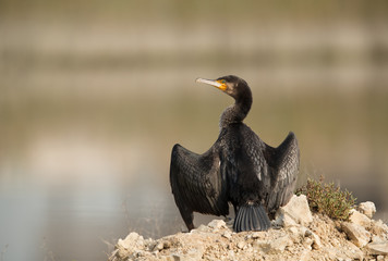 The Great Cormorants drying its wings, Bahrain