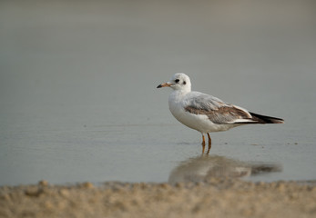 Slender-billed seagull in the water, Bahrain 