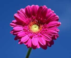 Pink gerbera against sky.