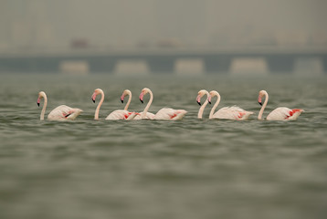 Greater Flamingos wading at Eker creek, Bahrain 