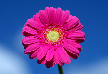 Pink gerbera against sky.