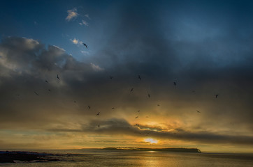 Dark Birds - Seagulls Sunset Punta del Este Gorriti Island