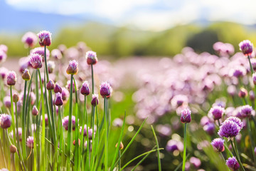Chive herb blooming in spring time, agriculture field