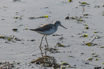 bird on the beach