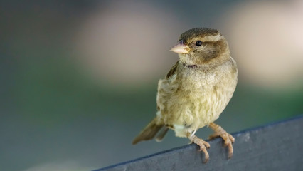 Female Spanish Sparrow Cadiz Spain
