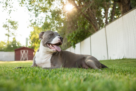 Pit Bull Dog Laying in Back Yard