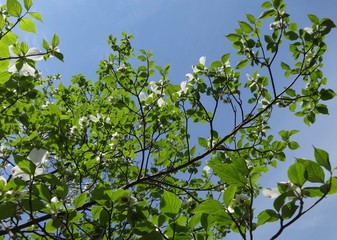 Dogwood branches with spring sky