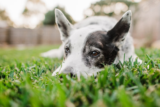 Old Cattle Dog Laying In Grass