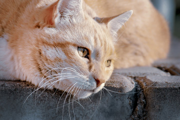Elegant ginger cat relaxing on a stone tile