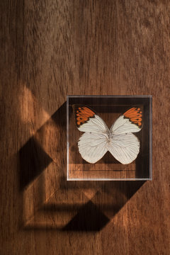 Geometric butterfly