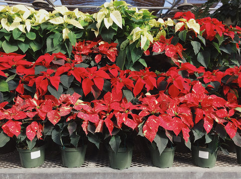 Rows of poinsettia plants at Xmas.