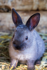 gray rabbit cub close up