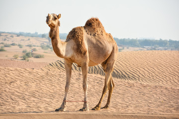 Camel walking in the desert