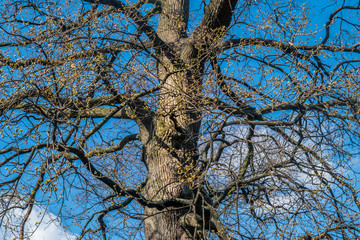 Tree top against blue sky, Detailed of tree branches in the garden in London.