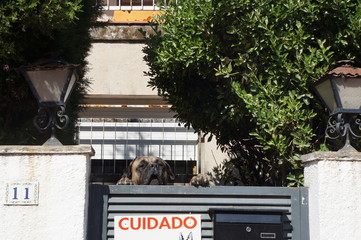 dog looking the street