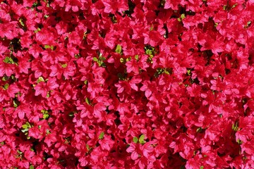Beautiful bright red azalea flowers bloom under spring sunshine