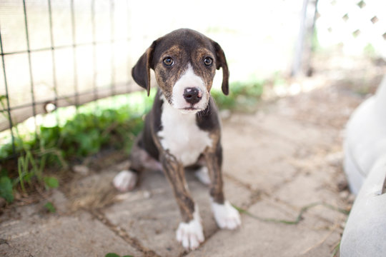 Portrait of a dog