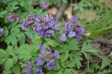 purple flowers in the garden