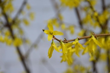 branch of a tree in spring