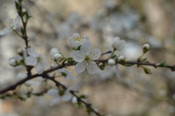 blooming apple tree in spring