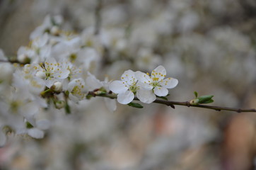 flowers of a tree in spring