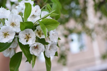 blooming apple tree in spring