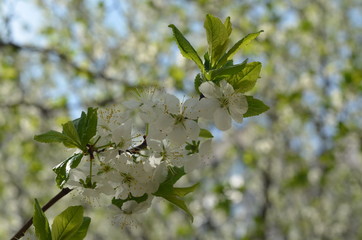 branch of a tree in spring
