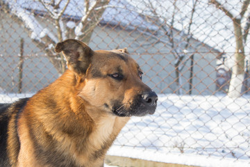 dog portrait in the winter,Happy German Shepherd in the winter against the background of a fence mesh