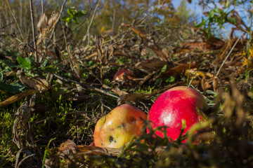 red apples on the grass
