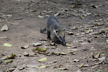 vida animal